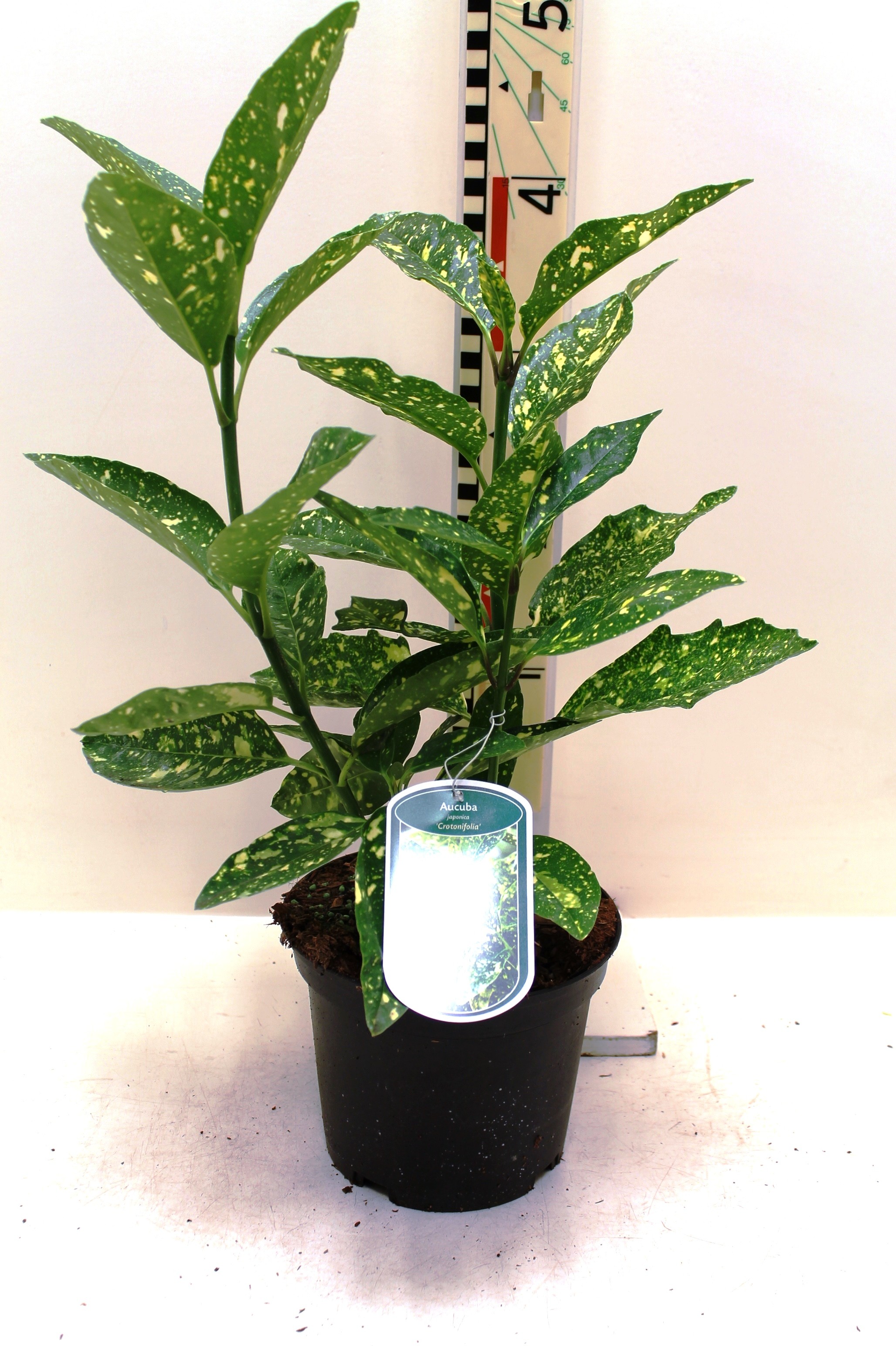 Aucuba jap. Crotonifolia c3